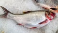 TheÃÂ bighead carp fish on ice for sale in supermarket